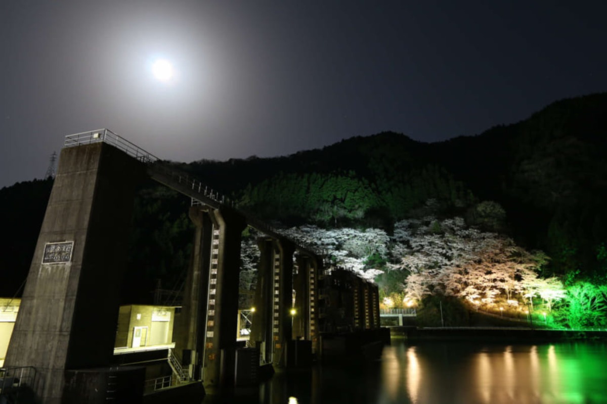 【2025年最新版】徳島のお花見スポット・桜の名所34選