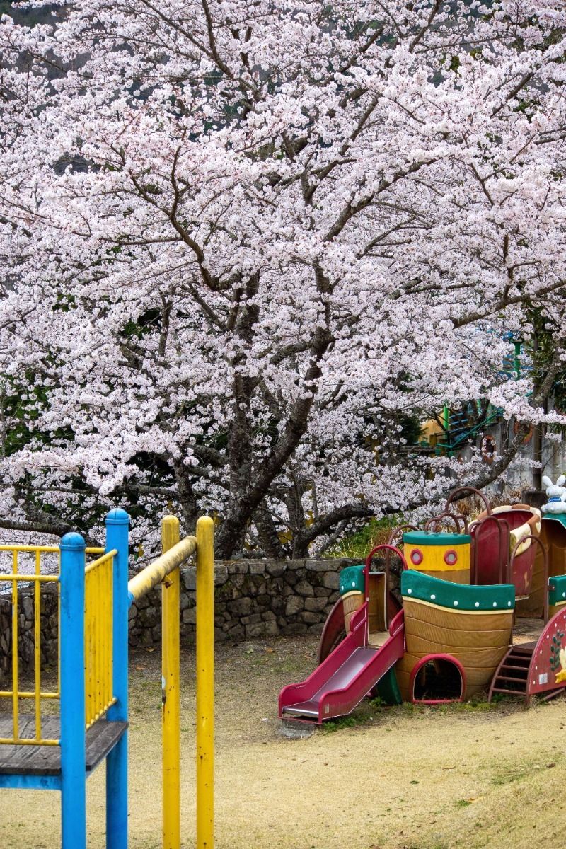 【2025年最新版】徳島のお花見スポット・桜の名所34選