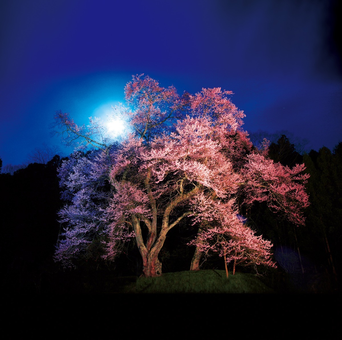 【2025年最新版】徳島のお花見スポット・桜の名所34選