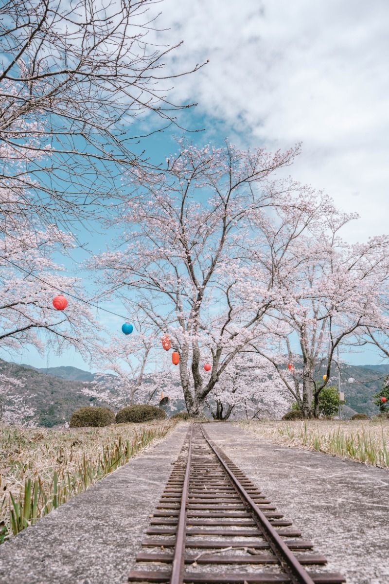 【2025年最新版】徳島のお花見スポット・桜の名所34選