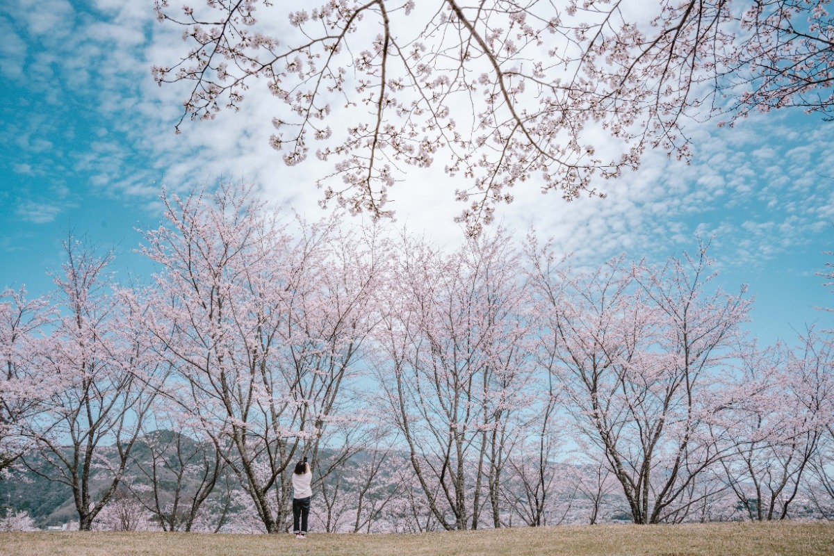 【2025年最新版】徳島のお花見スポット・桜の名所34選