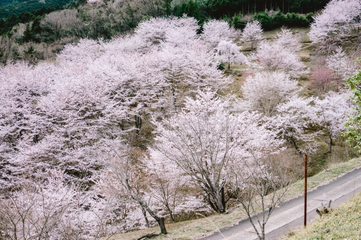 【2025年最新版】徳島のお花見スポット・桜の名所34選