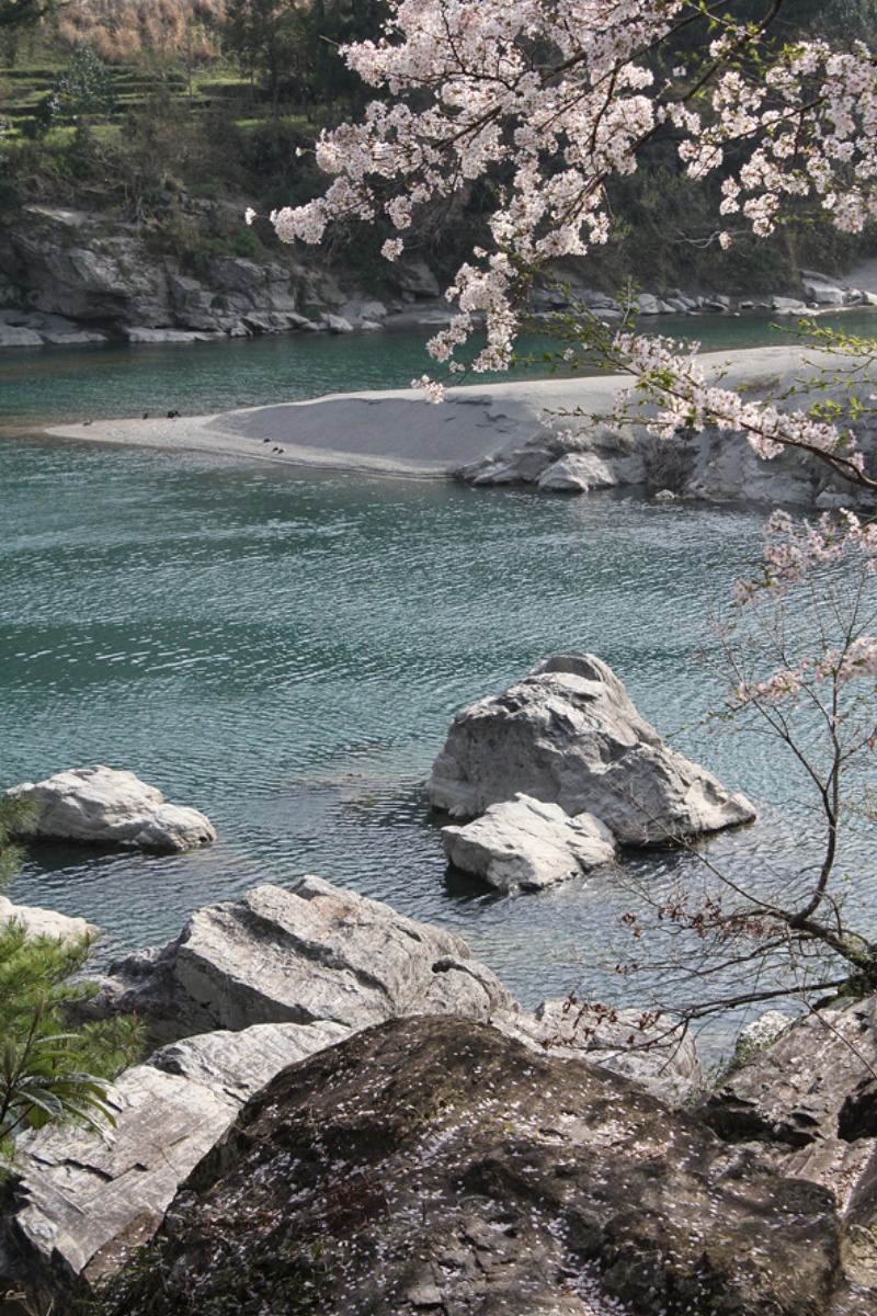 【2025年最新版】徳島のお花見スポット・桜の名所34選