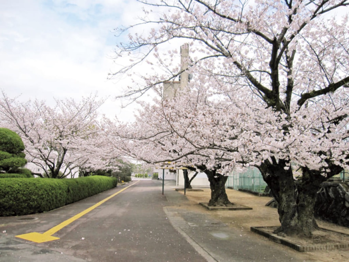 【2025年最新版】徳島のお花見スポット・桜の名所34選