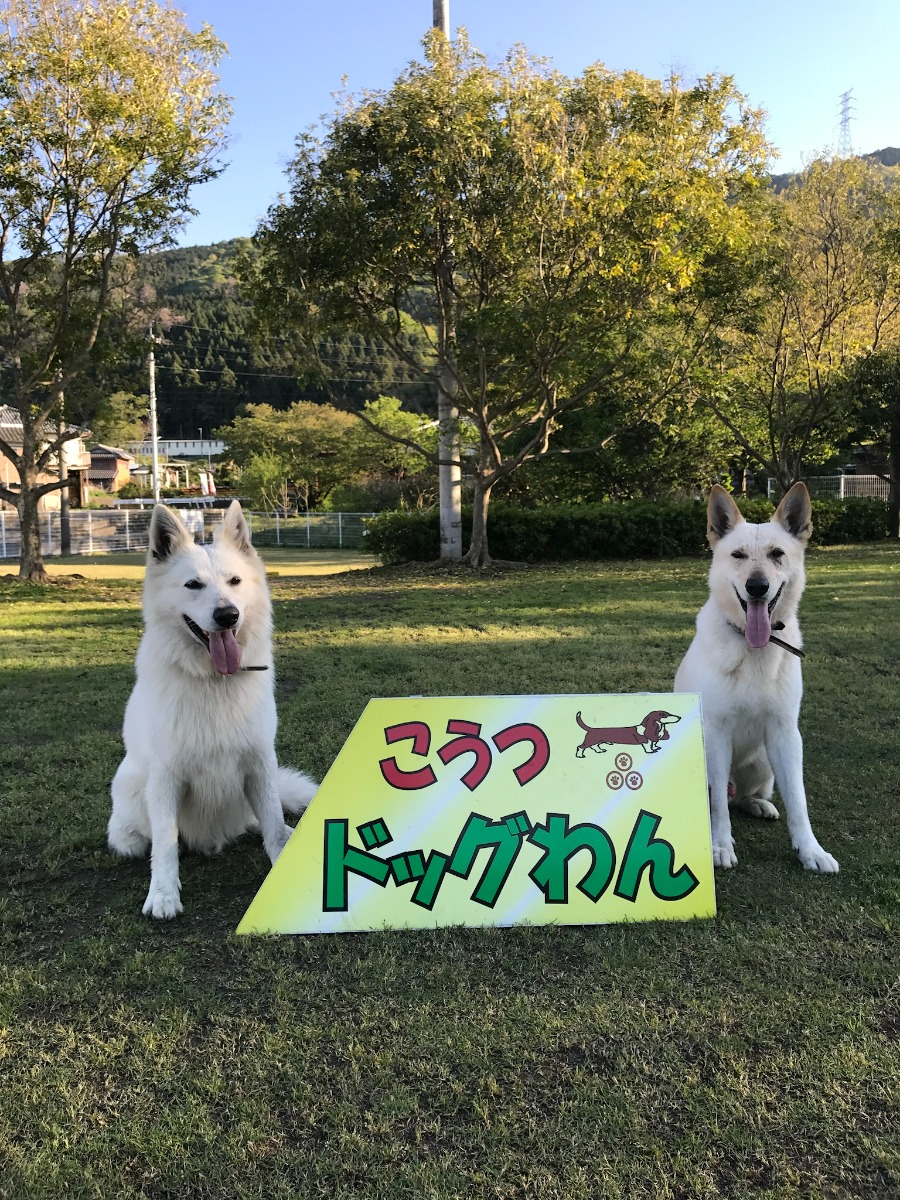 徳島のドッグラン・ドッグラン併設施設まとめ【お得なクーポンあり!わんちゃんと出かけよう♪】