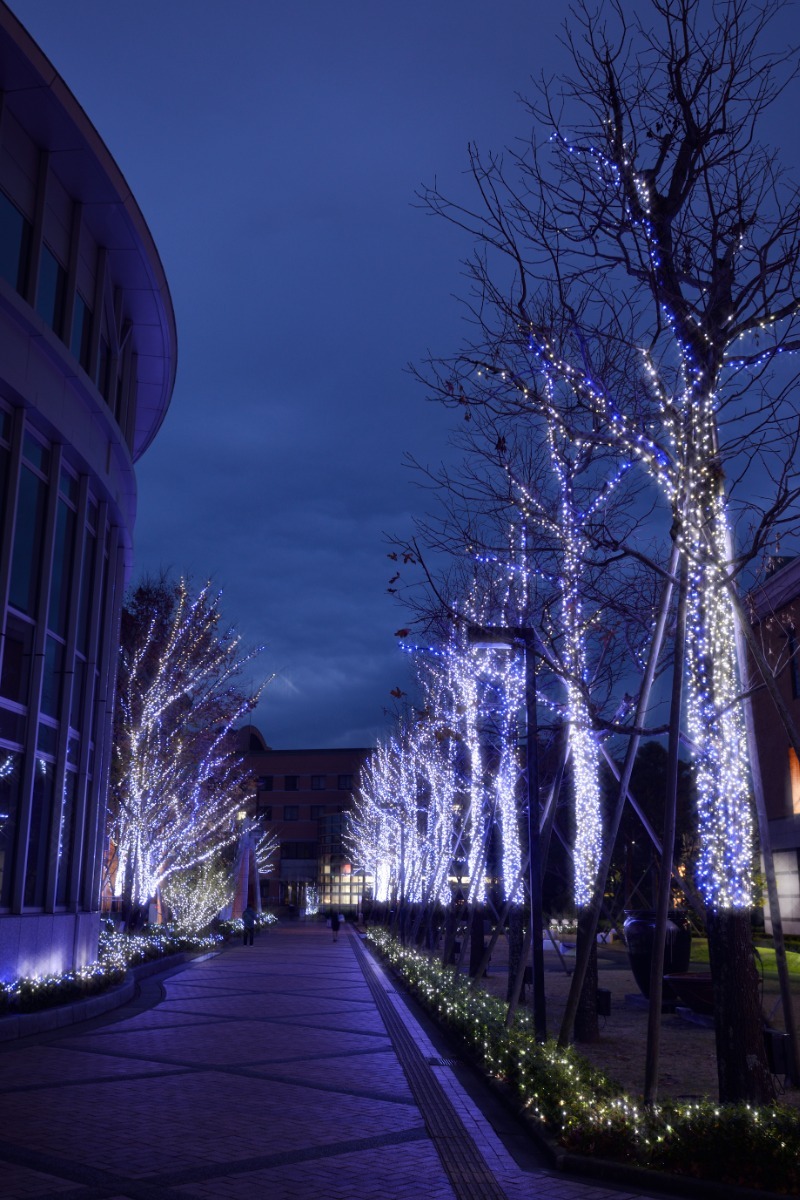 【徳島イベント情報2024】イルミネーション情報まとめ＆雰囲気たっぷりおすすめスポットも紹介！