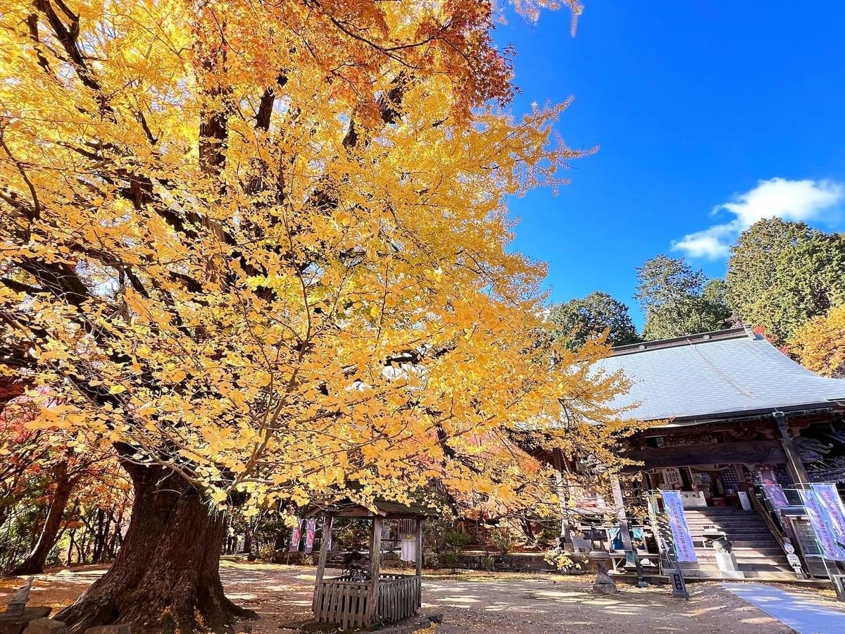 【2024年最新版】徳島の紅葉スポットまとめ/おでかけ・ドライブ