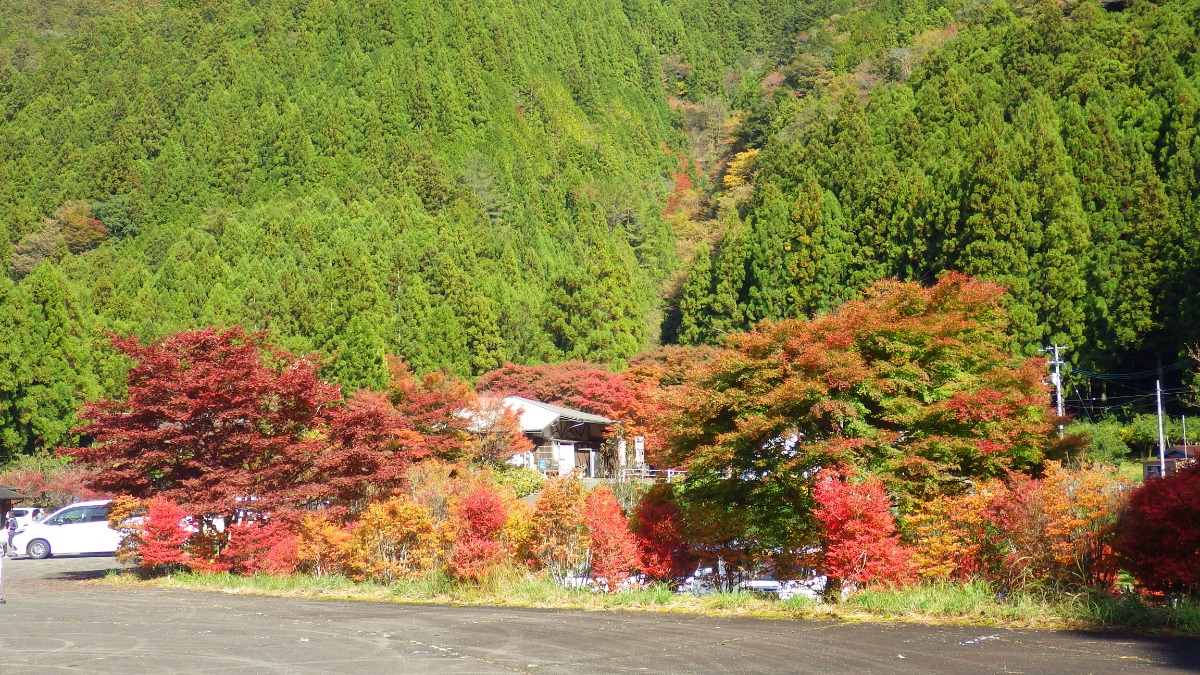 【2024年最新版】徳島の紅葉スポットまとめ/おでかけ・ドライブ