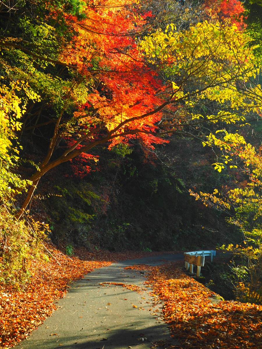 徳島の紅葉スポットまとめ2025【秋のドライブコースはここで決まり！】