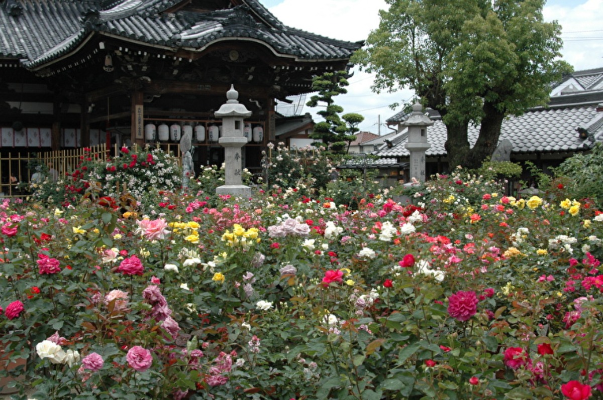 【奈良の秋の花2023】おふさ観音の境内いっぱいに咲き誇る色とりどりのバラ｜橿原市