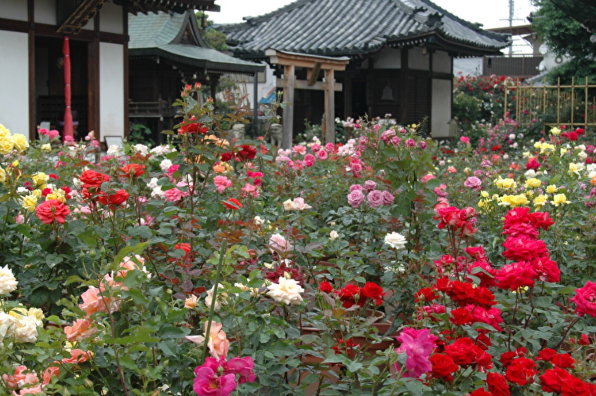 【奈良の秋の花2023】おふさ観音の境内いっぱいに咲き誇る色とりどりのバラ｜橿原市