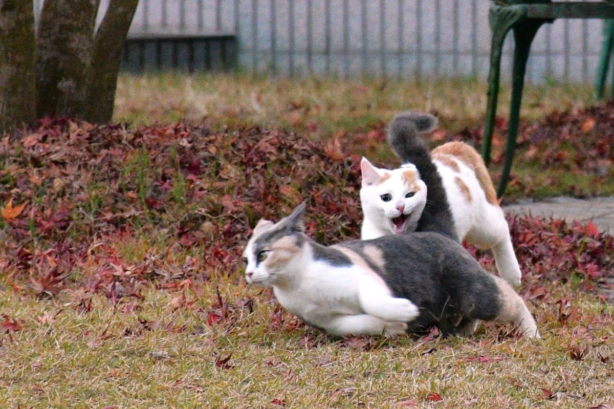 【ベストショットコンテスト】我が家のペット／看板犬・猫 大募集！優秀作品にはギフト進呈・『あわわ1月20日発行号』掲載