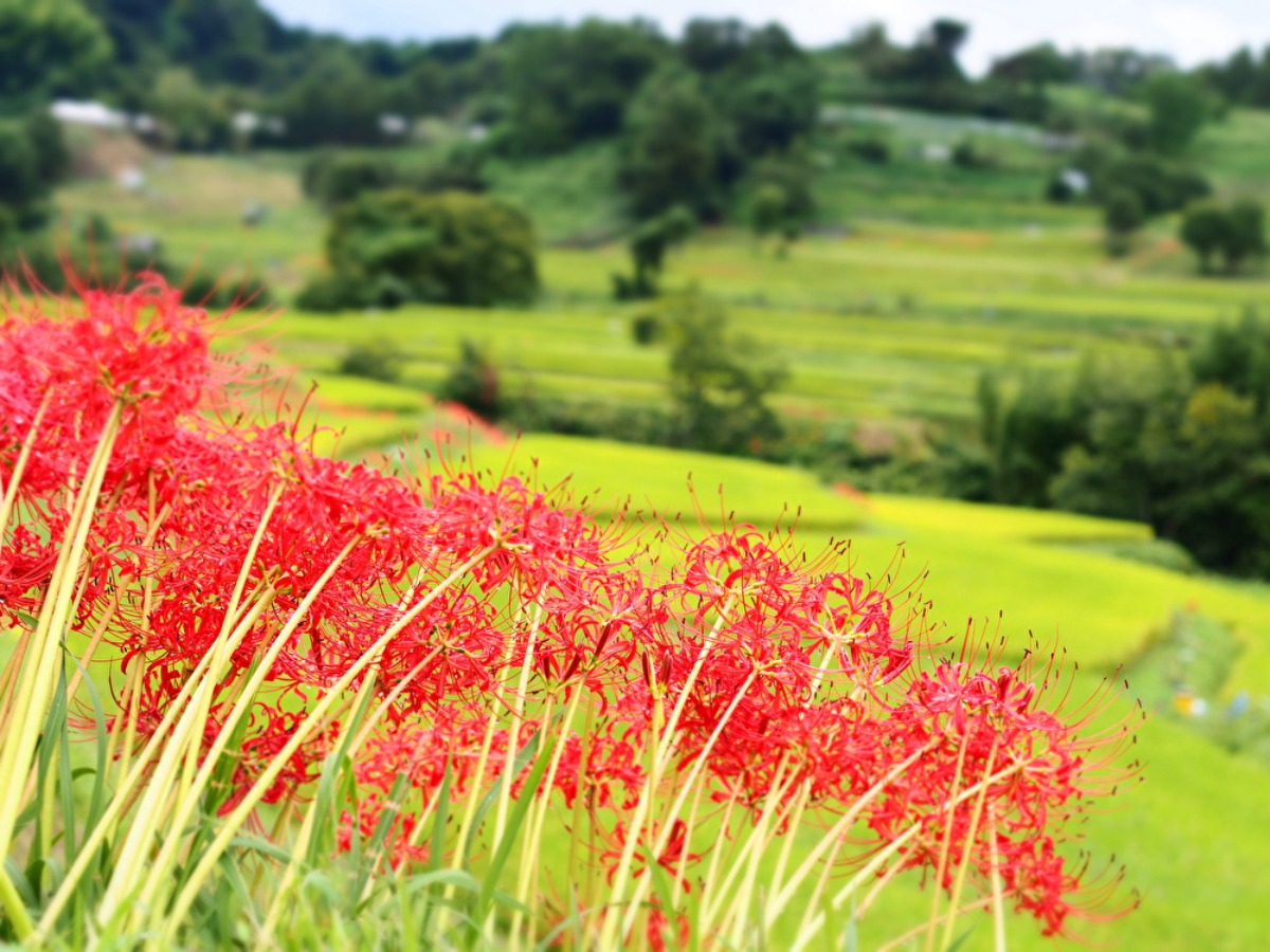【奈良の秋の花2023】「彼岸花祭り」も開催！真っ赤な彼岸花に彩られる明日香村｜稲渕の棚田