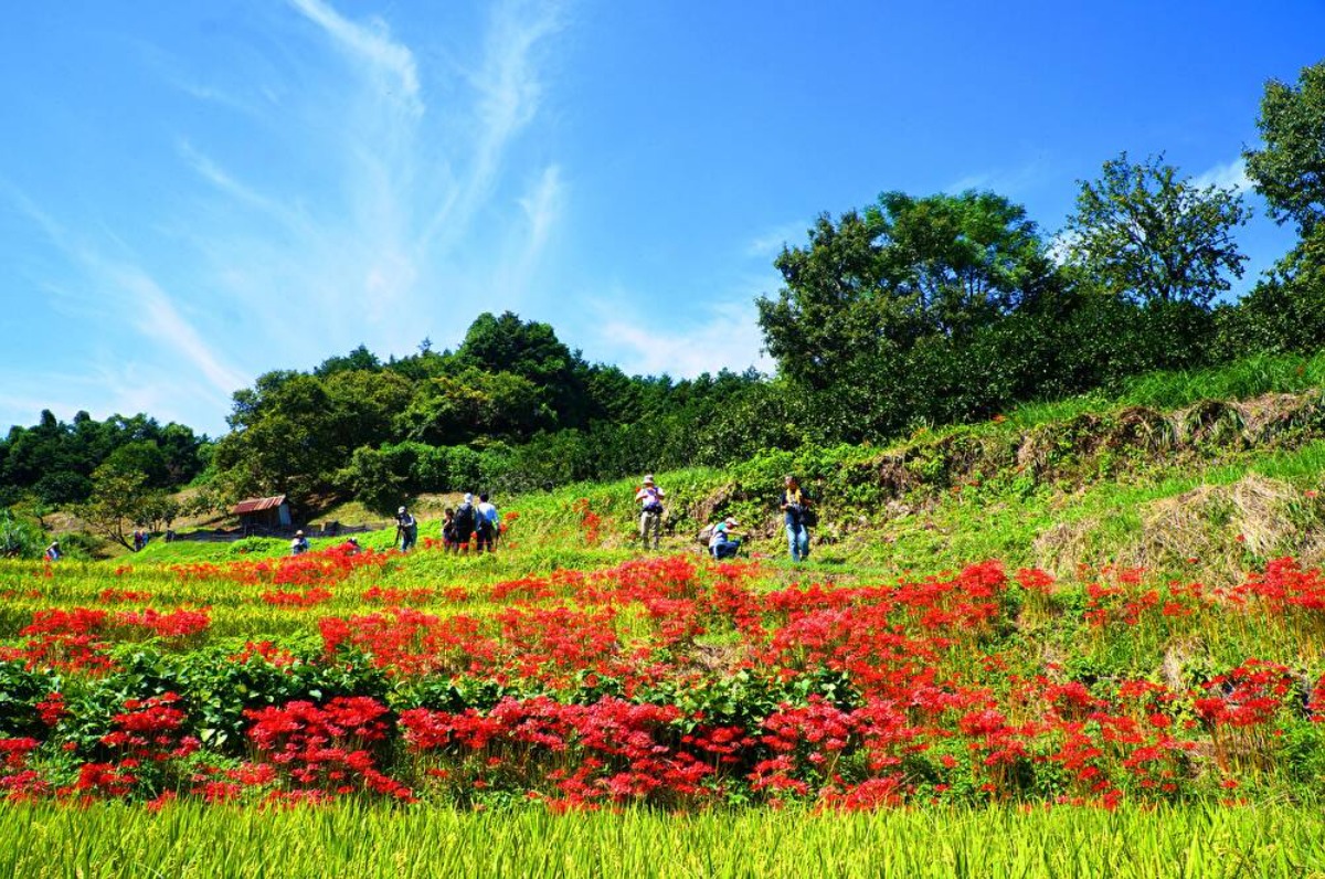 【奈良の秋の花2023】「彼岸花祭り」も開催！真っ赤な彼岸花に彩られる明日香村｜稲渕の棚田