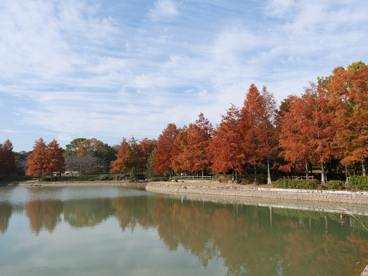 【奈良の紅葉2023】紅、オレンジ、黄色、いろんな秋色が楽しめる「馬見丘陵公園」｜広陵町・河合町