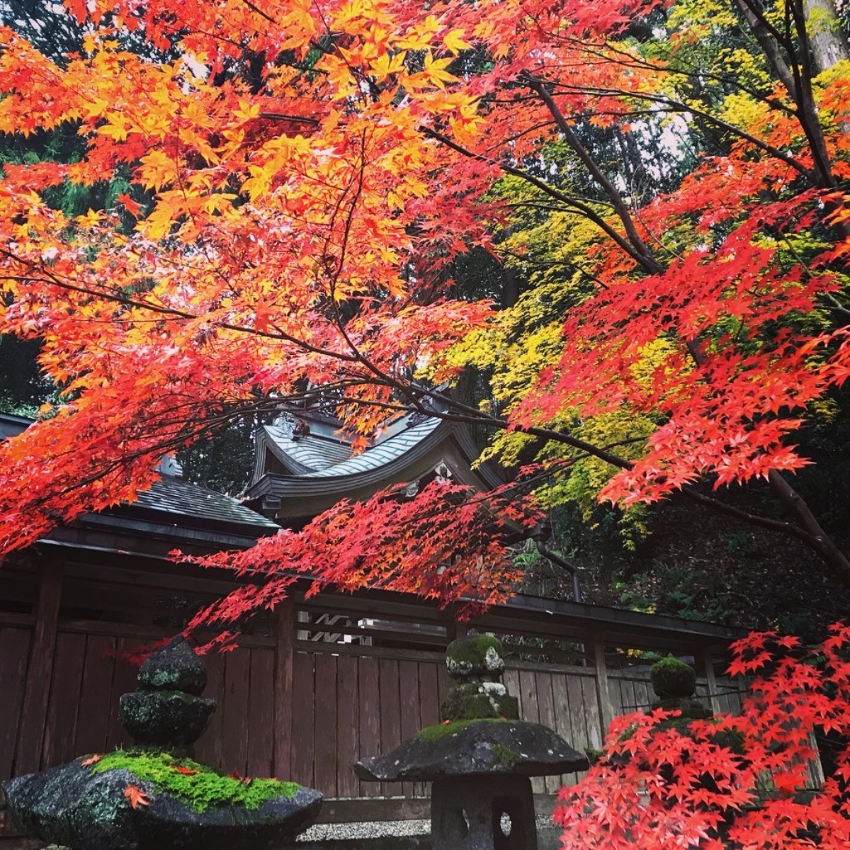 【奈良の紅葉2023】夜の幻想的な「逆さ紅葉」が美しい。歴史ある古社「等彌神社」｜桜井市