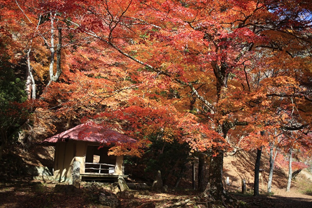 山全体が世界遺産!スケールの大きい絶景紅葉スポット【吉野山|吉野町】