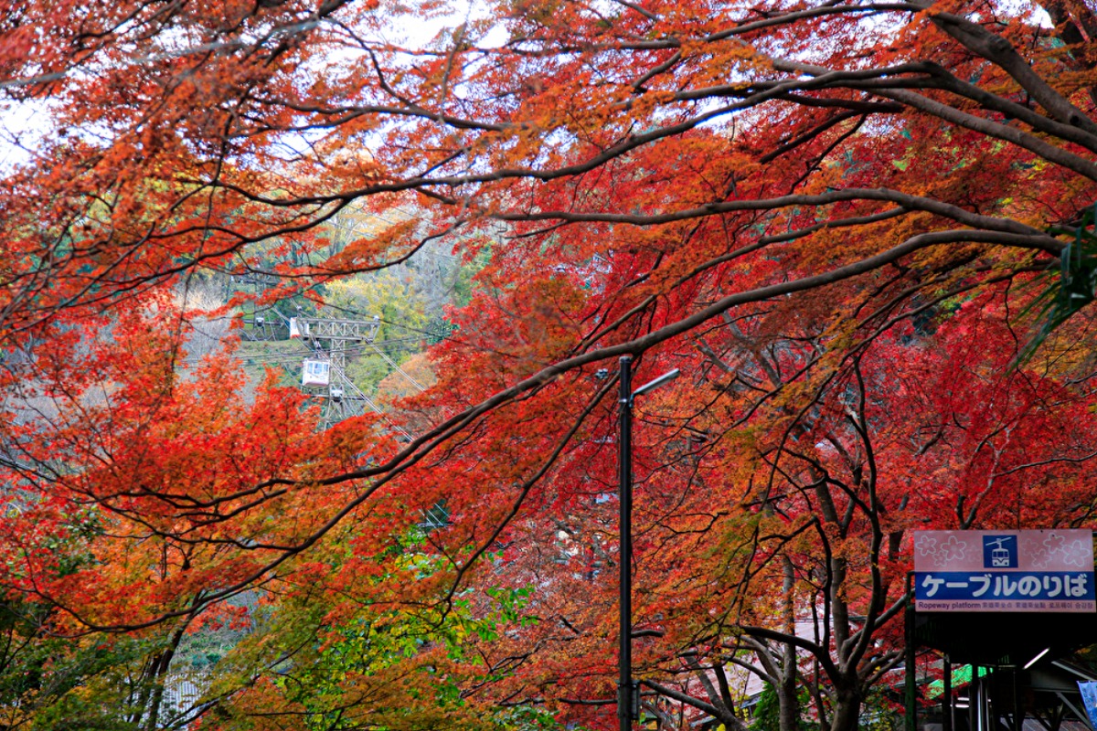 山全体が世界遺産!スケールの大きい絶景紅葉スポット【吉野山|吉野町】