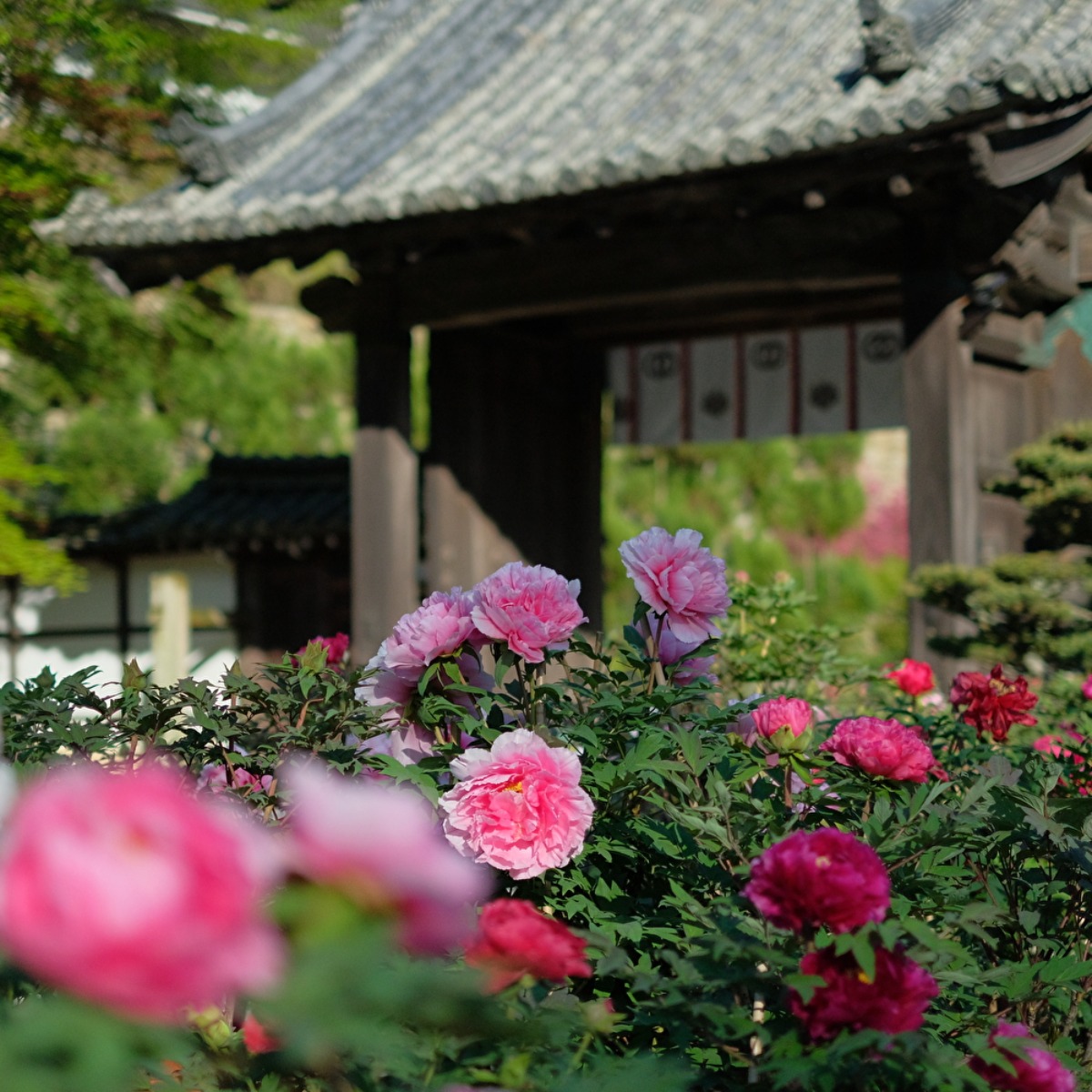 「花の御寺」奈良・長谷寺の牡丹は必見!色鮮やかな花々の競演を堪能【桜井市】
