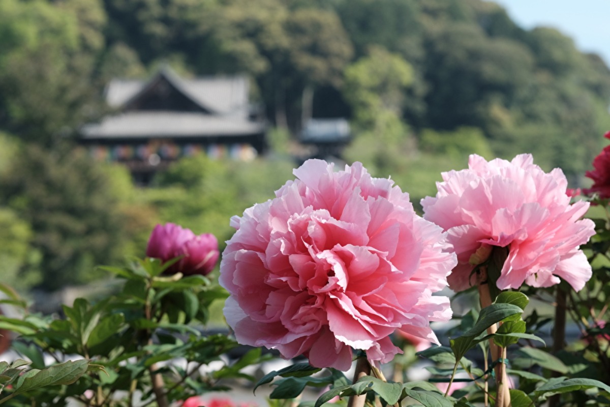 「花の御寺」奈良・長谷寺の牡丹は必見!色鮮やかな花々の競演を堪能【桜井市】