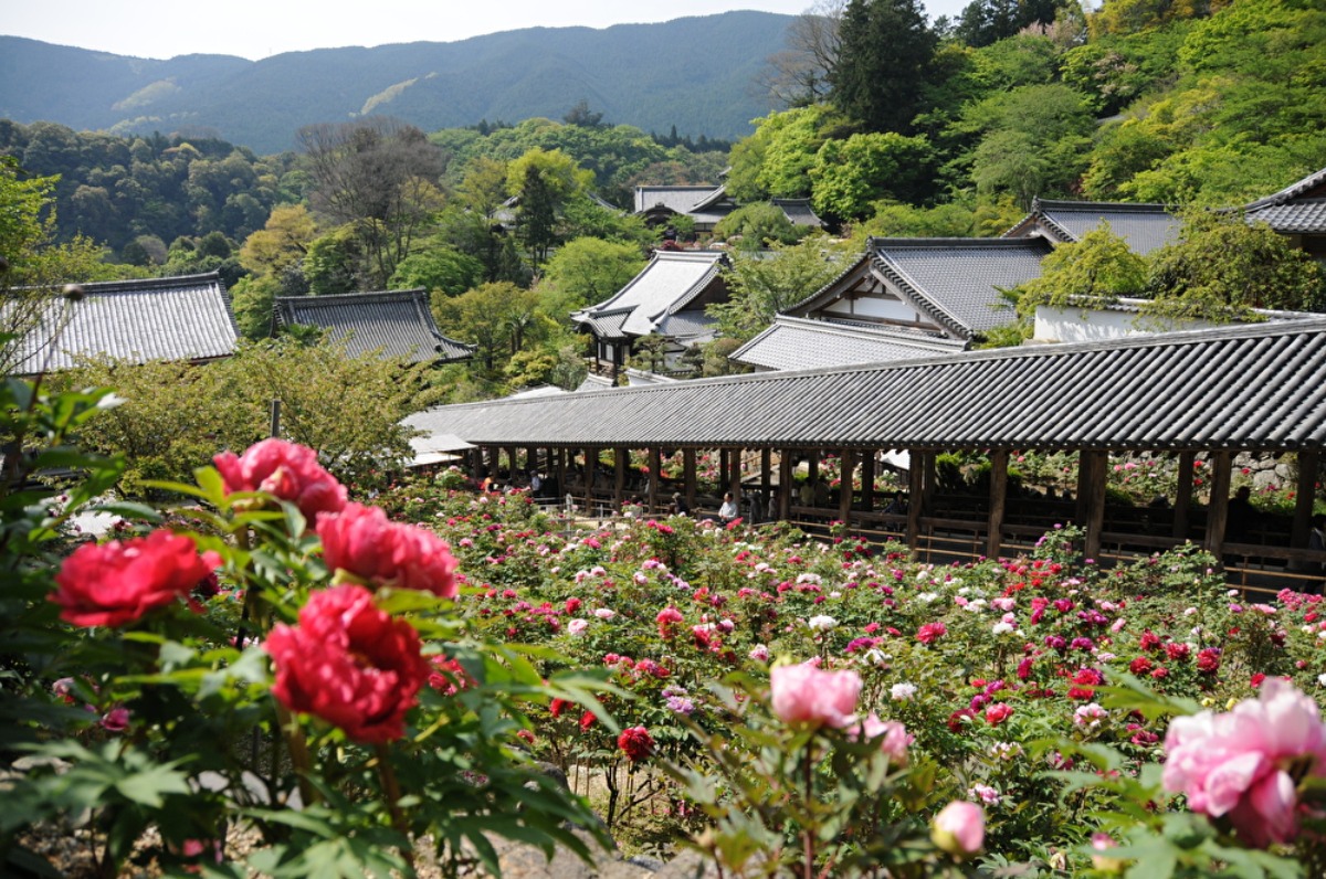 「花の御寺」奈良・長谷寺の牡丹は必見!色鮮やかな花々の競演を堪能【桜井市】
