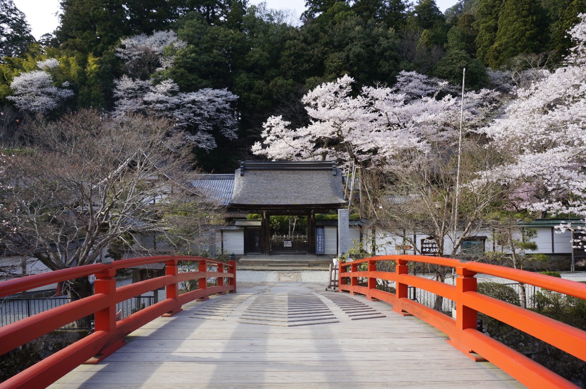 女人高野「室生寺」を彩るしゃくなげが見頃【宇陀市】