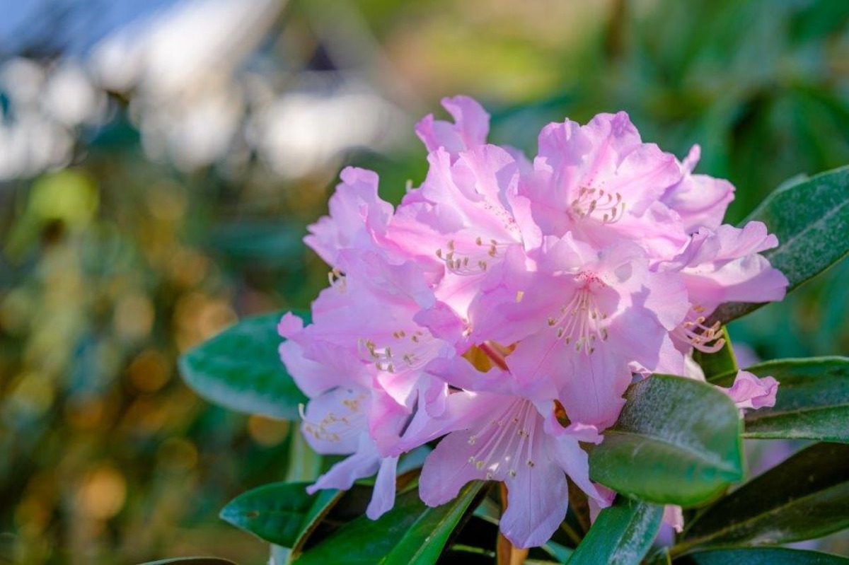 花手水のさきがけ奈良・岡寺で「華の池」10周年!GWは「天竺牡丹」がお出迎え【明日香村】