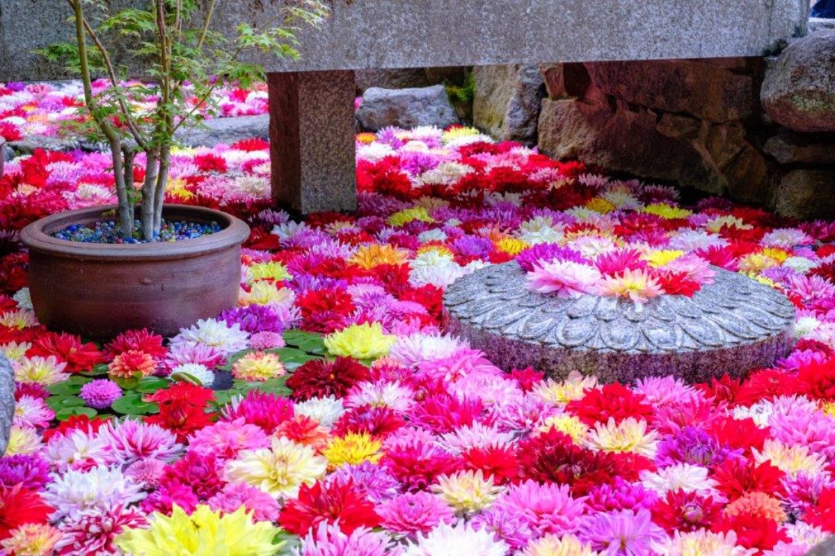 花手水のさきがけ奈良・岡寺で「華の池」10周年!GWは「天竺牡丹」がお出迎え【明日香村】