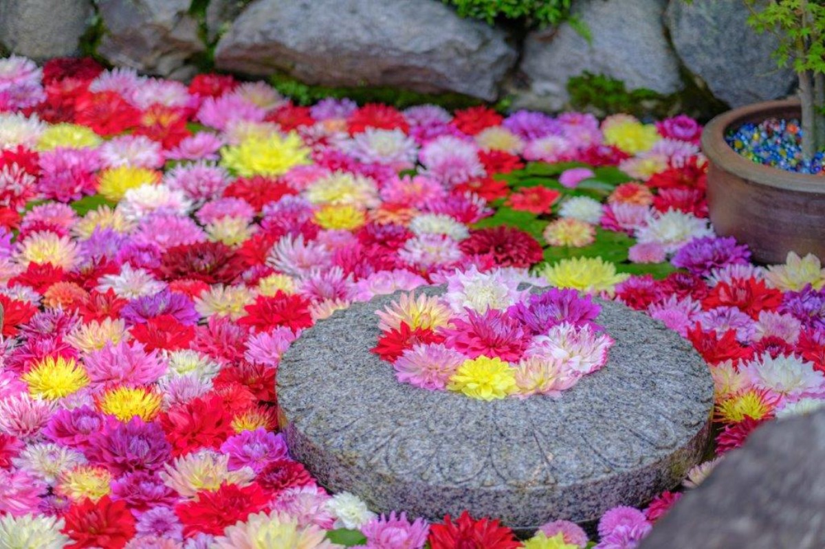花手水のさきがけ奈良・岡寺で「華の池」10周年!GWは「天竺牡丹」がお出迎え【明日香村】
