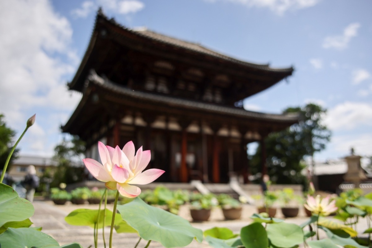 蓮が咲き誇るお寺巡り「奈良・西ノ京ロータスロード」開催中!【奈良市】