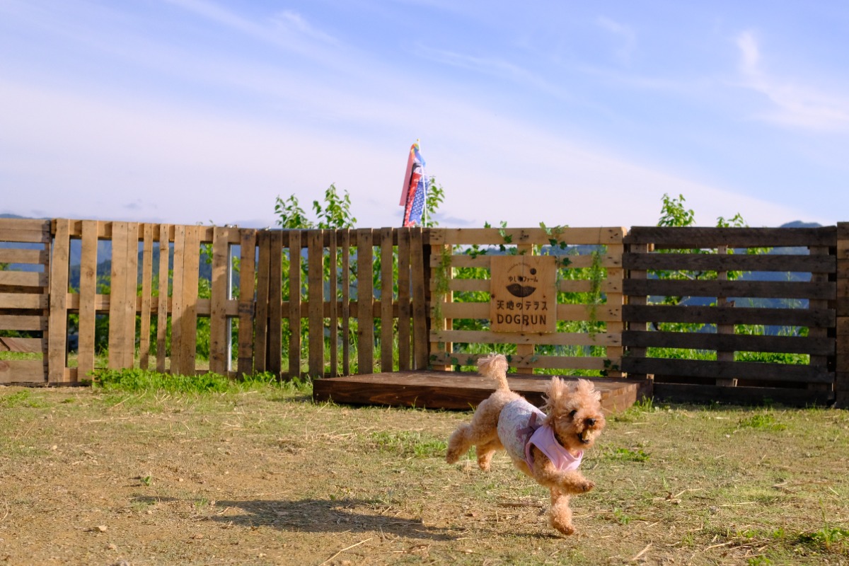 【ゆしおファーム天地のテラスGLAMPING】グランピング初心者にもおすすめ!BBQも楽しもう【奈良のホテル特集2025】