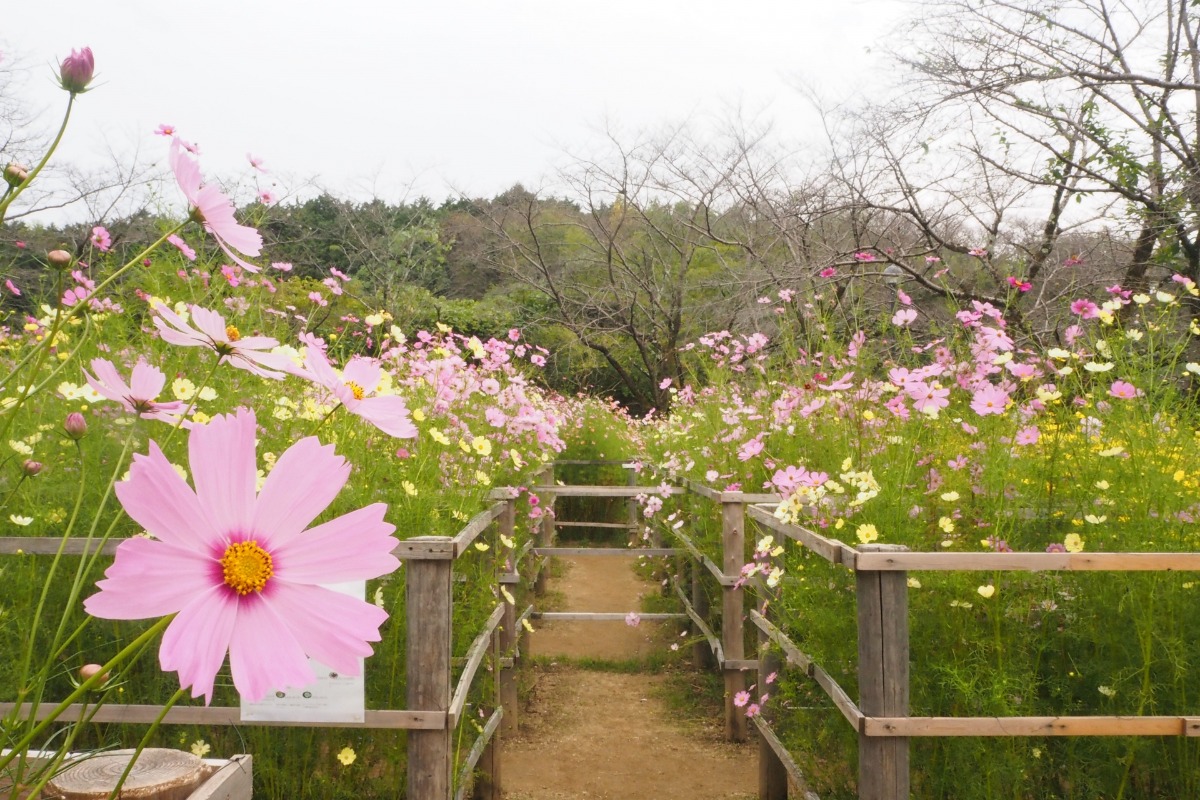 奈良の秋を彩る秋の花スポットまとめ【2025年版】