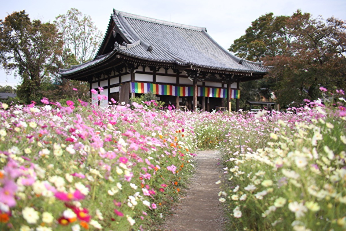奈良の秋を彩る秋の花スポットまとめ【2025年版】