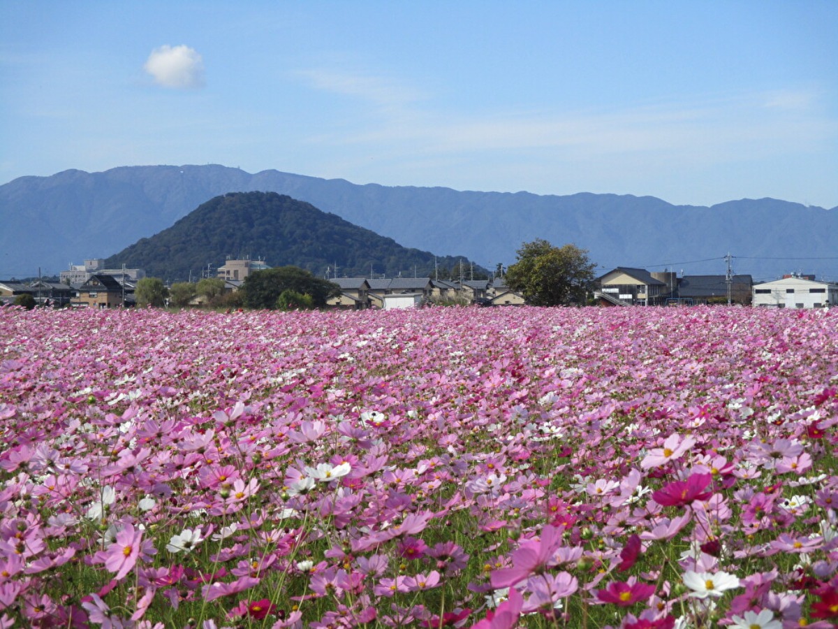 奈良の秋を彩る秋の花スポットまとめ【2025年版】