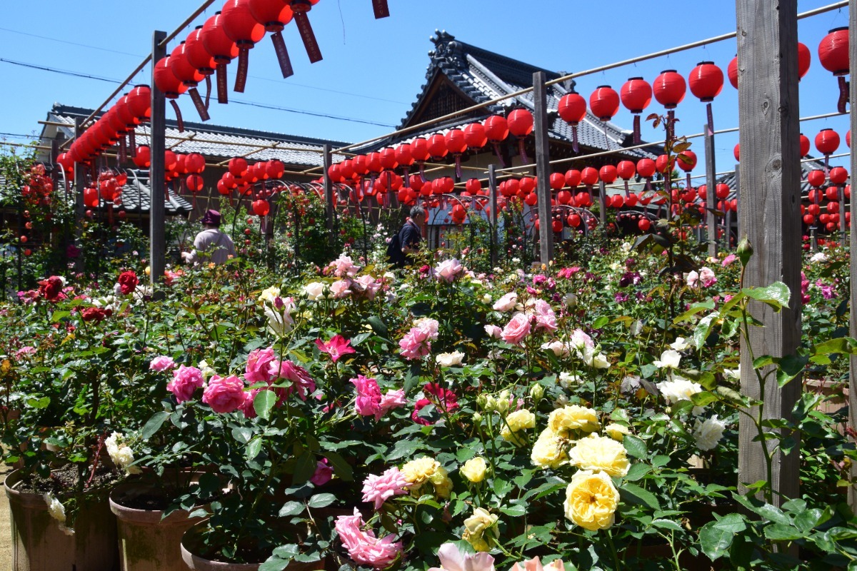 奈良の秋を彩る秋の花スポットまとめ【2025年版】
