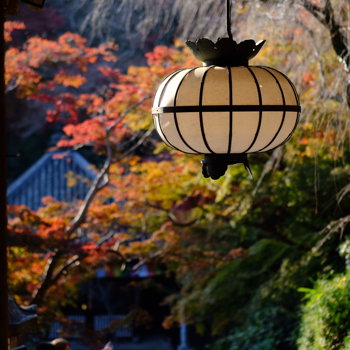 奈良の紅葉の名所古刹4ヶ寺を巡る「大和観音もみじ回廊」開催【長谷寺|岡寺|壷阪寺|室生寺】