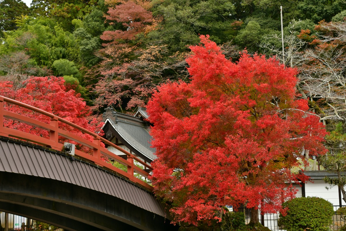 奈良の紅葉の名所古刹4ヶ寺を巡る「大和観音もみじ回廊」開催【長谷寺|岡寺|壷阪寺|室生寺】