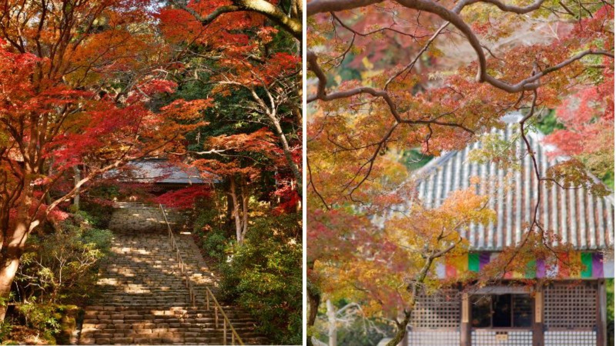 奈良の紅葉の名所古刹4ヶ寺を巡る「大和観音もみじ回廊」開催【長谷寺|岡寺|壷阪寺|室生寺】