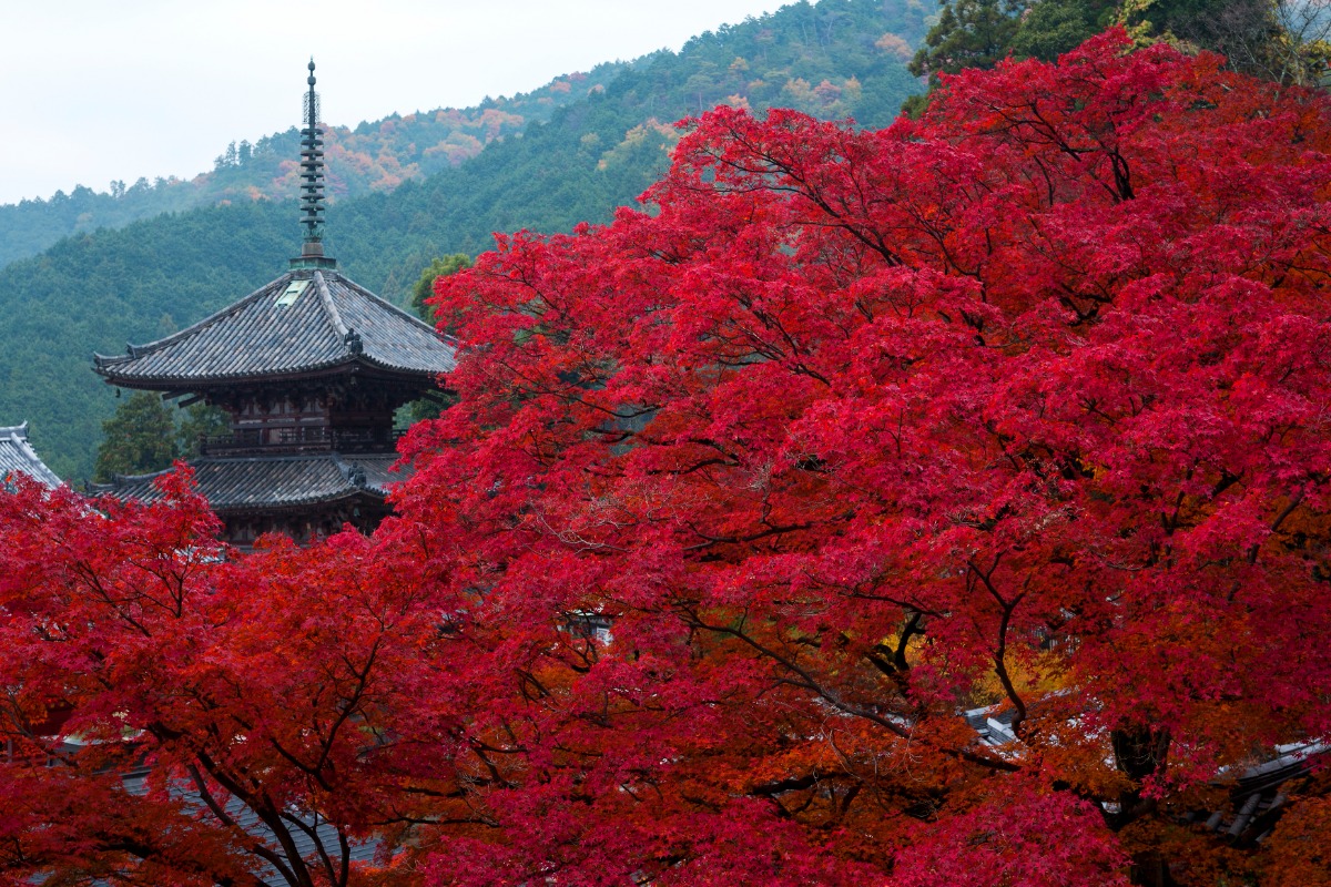奈良の紅葉の名所古刹4ヶ寺を巡る「大和観音もみじ回廊」開催【長谷寺|岡寺|壷阪寺|室生寺】