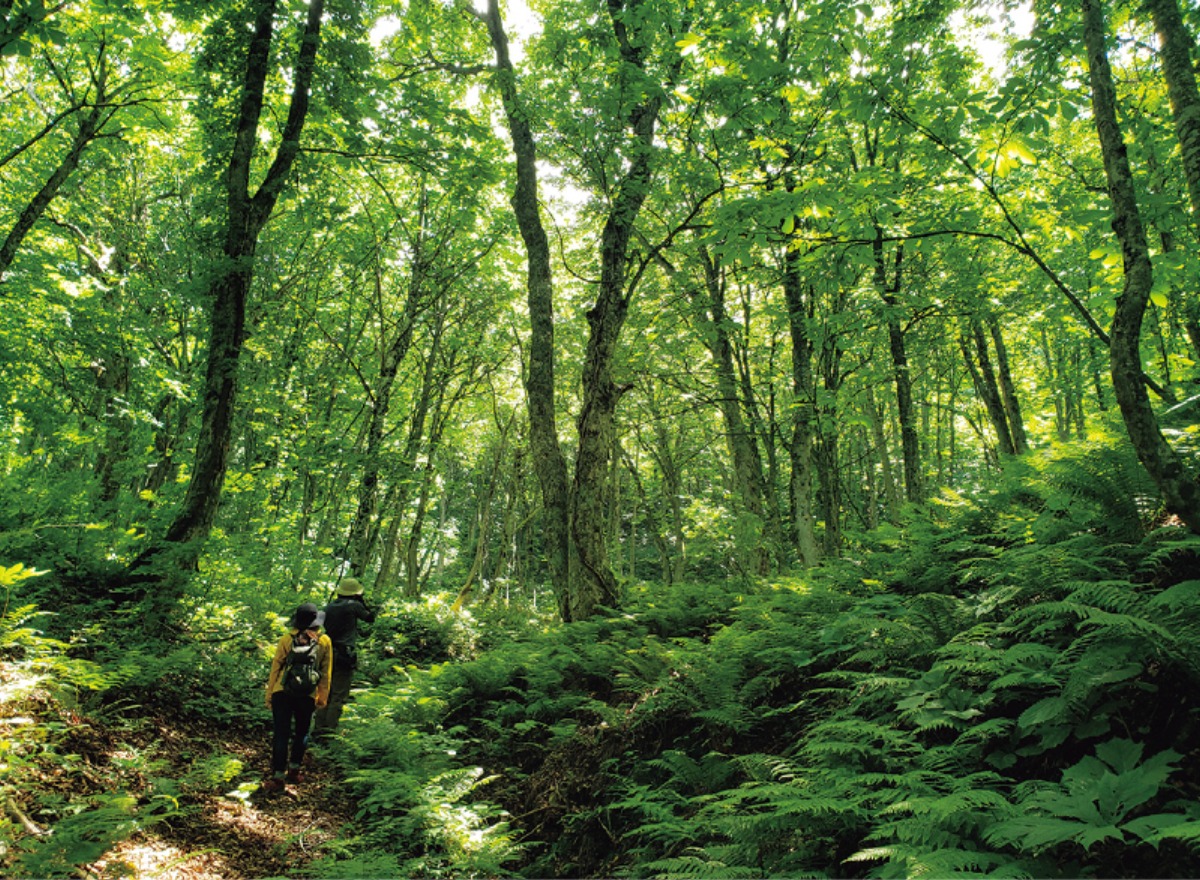 南北海道から北東北へ｜青森県　花と緑が目覚める、 春色の青森を旅する