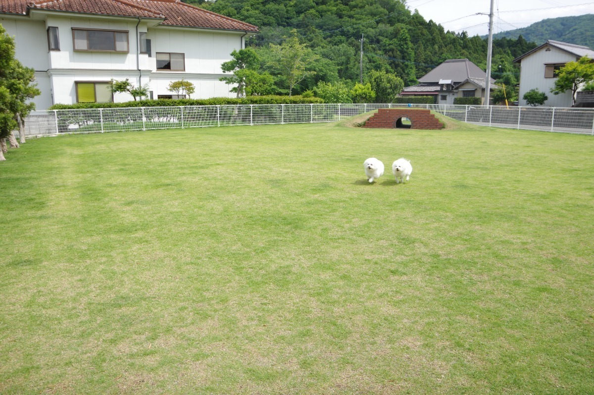 徳島のドッグラン施設まとめ2025【お得なクーポンあり♪ わんちゃんと出かけよう!】