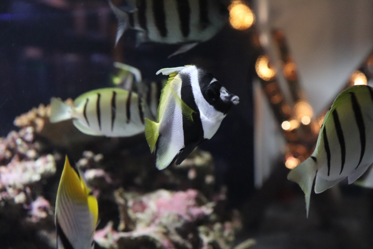 【徳島のおでかけ情報】海中観光船ブルーマリン号の「バレンタインナイトクルーズ2026」ロマンチックな夜の海でステキな思い出を