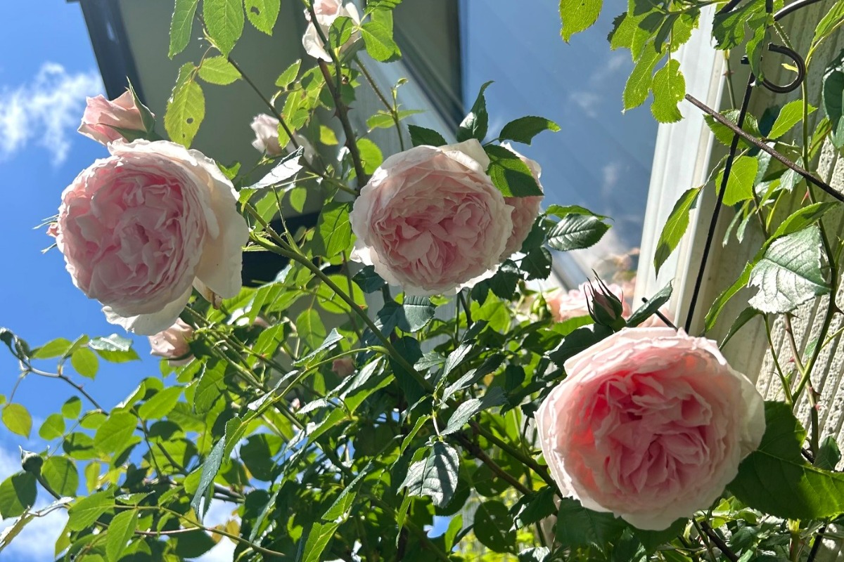 北海道の庭｜今週の花　バラの季節