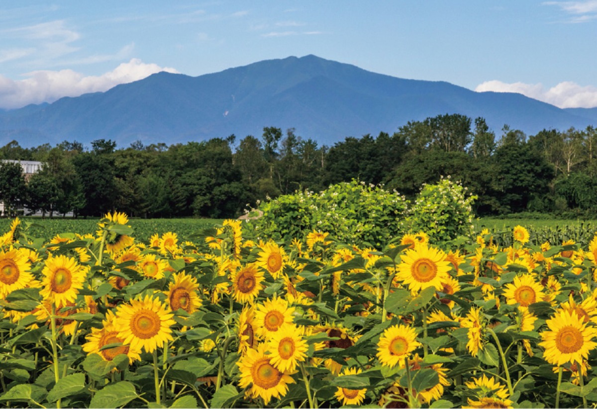 夏の大地をめぐる｜中札内村　美しい農村風景の中、観光やグルメも多数