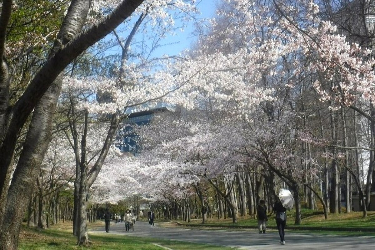 2025 北海道のお花見・桜の名所②｜札幌エリア