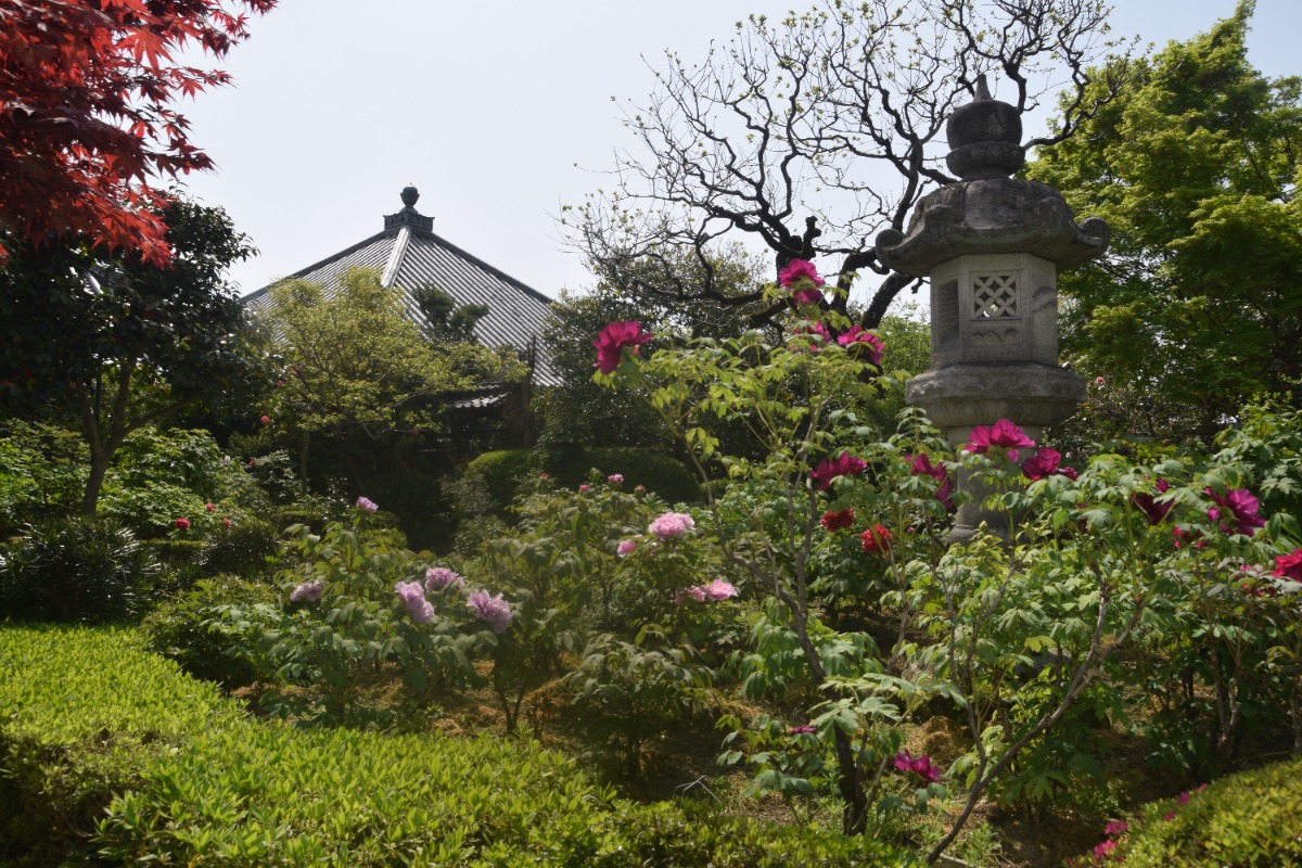 見頃は4月21日くらい!奈良県葛城市にある「石光寺」で「春牡丹」の開花が始まる