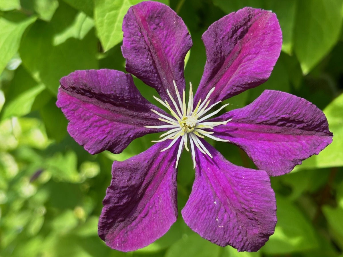 北海道の庭｜今週の花　今が盛りのクレマチス！