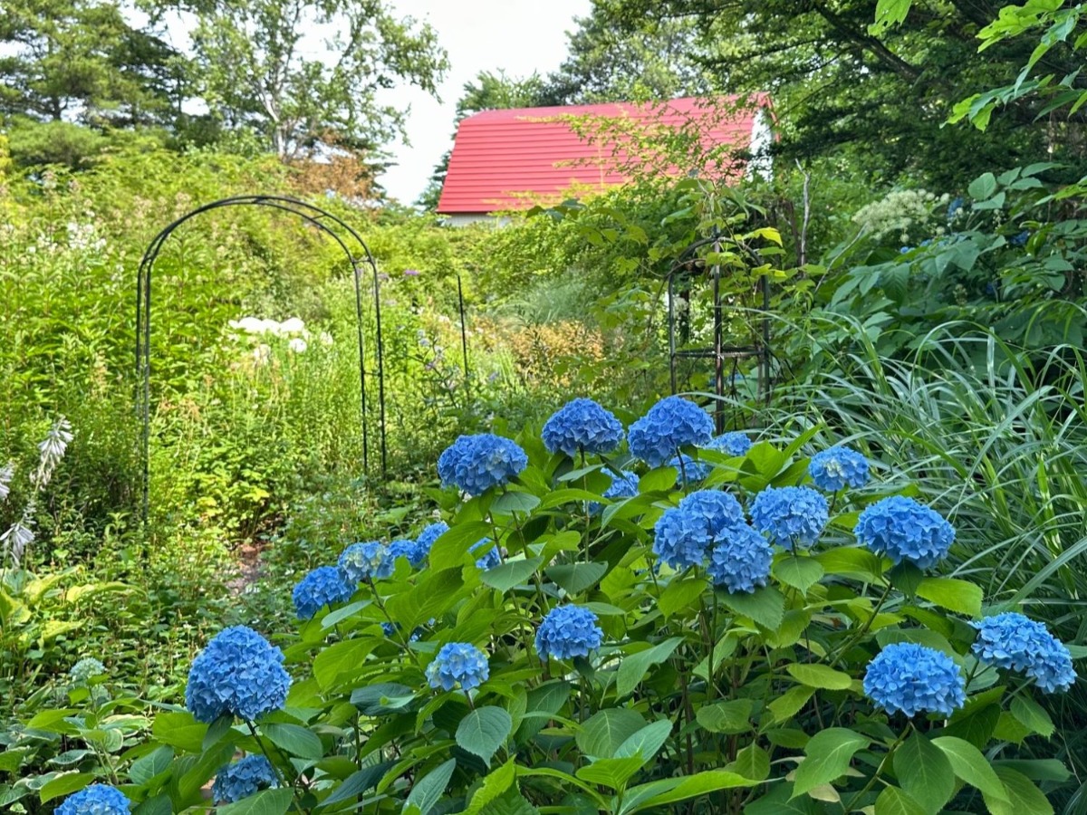 北海道の庭｜今週の花　趣があるアジサイ、華やかなアナベル