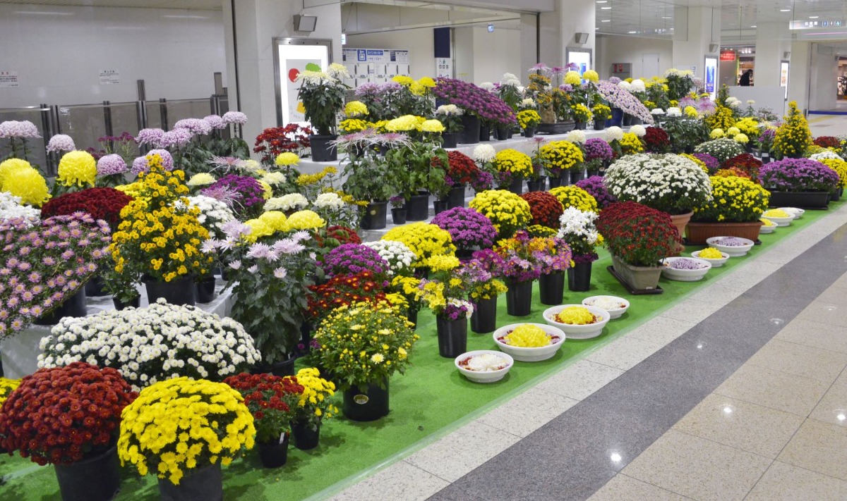 札幌の秋の風物詩「さっぽろ菊まつり」が11月1日～3日に開催