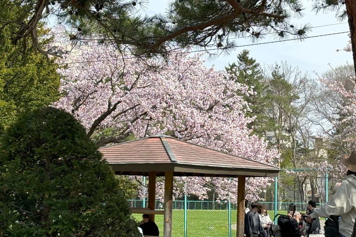 見頃の桜めぐり!札幌中心部はほぼ満開の8分咲き、4月28日情報